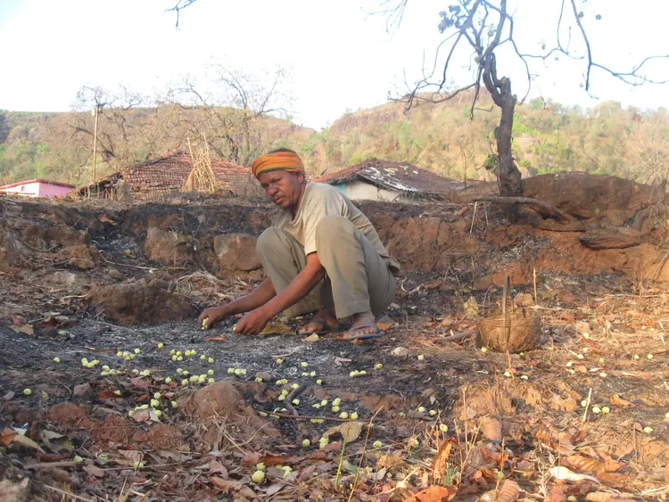 महू को बीनना