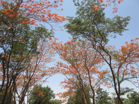 Trees