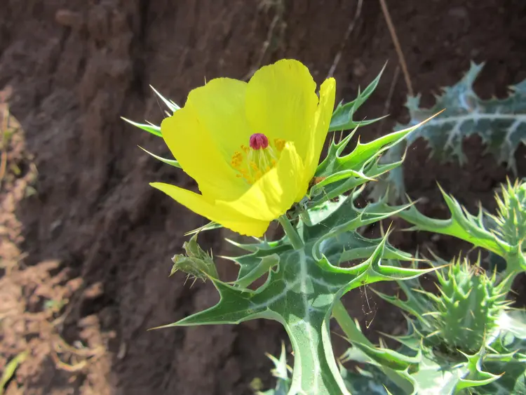 Patalkot valley special herbal plant