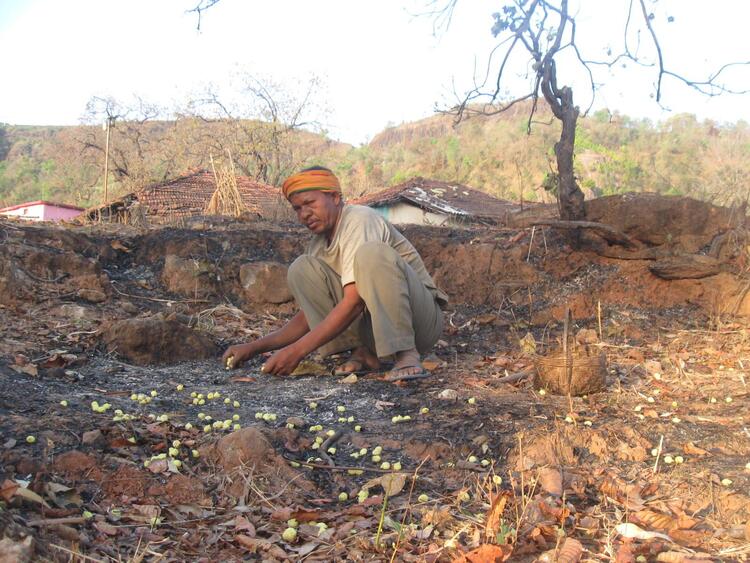 Collecting Mahuva fruits Collecting Mahuva fruits