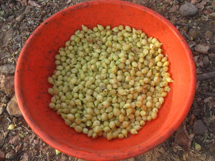 Mahuva fruit Mahuva fruit